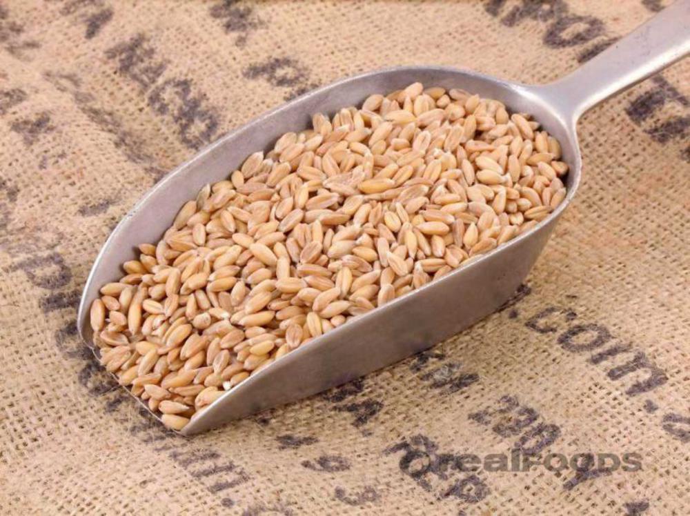 Spelt Grain Bulk Real Foods
